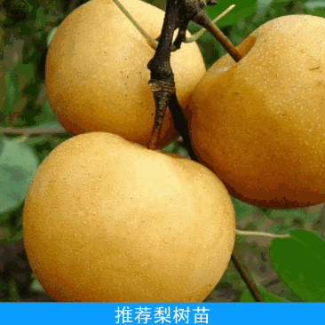 秋月梨树苗河南周口梨树苗货源根系发达品种保证
