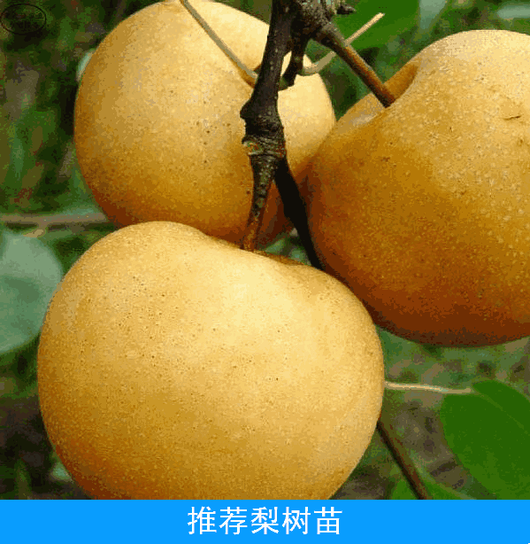 秋月梨树苗河南周口梨树苗货源根系发达品种保证