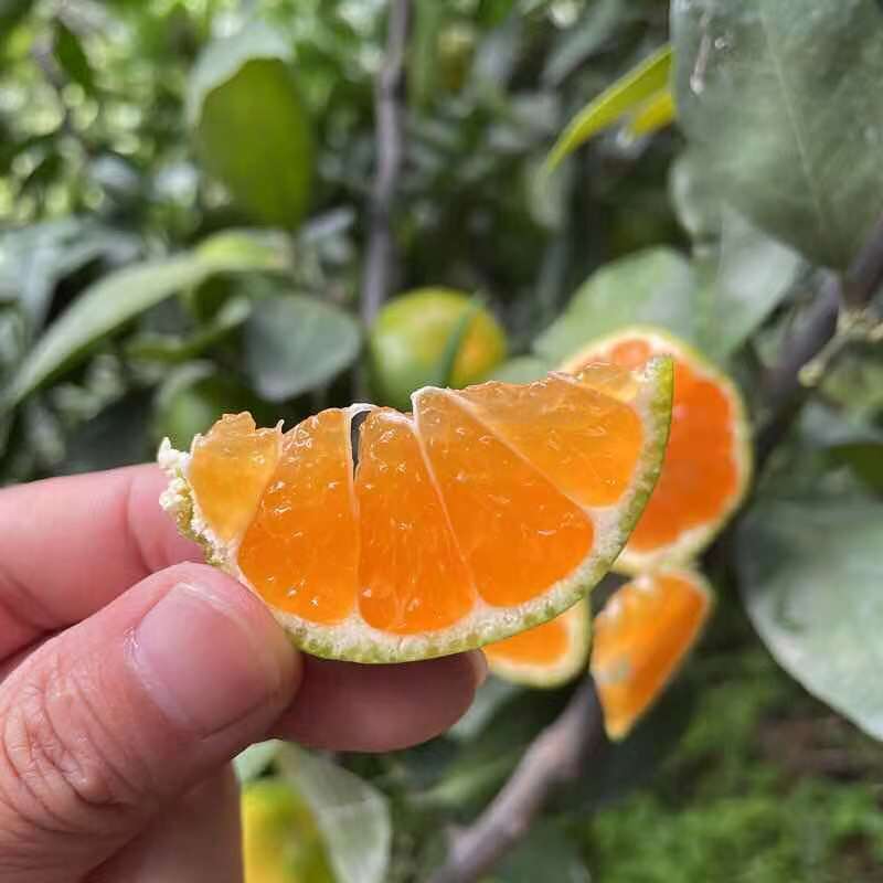 【柑桔】湖北蜜桔特早蜜桔口感纯正自产自销欢迎选购