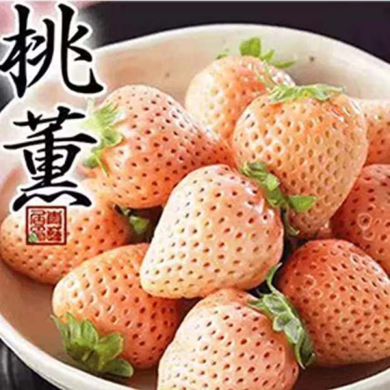 淡雪脱毒草莓苗，成活率高，产量高。口感甜味重，卖相很好，