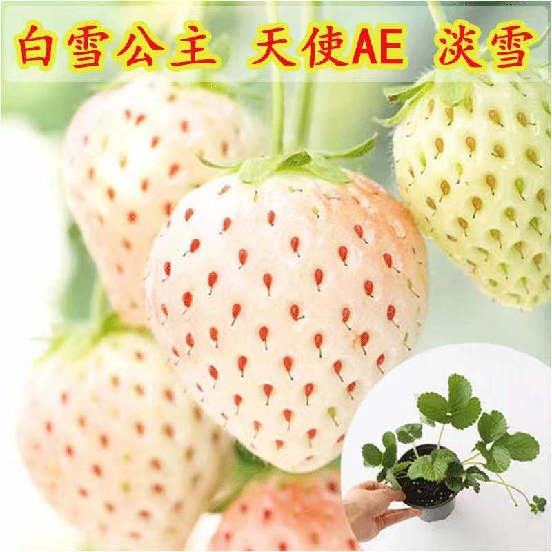 淡雪脱毒草莓苗，成活率高，产量高。口感甜味重，卖相很好，