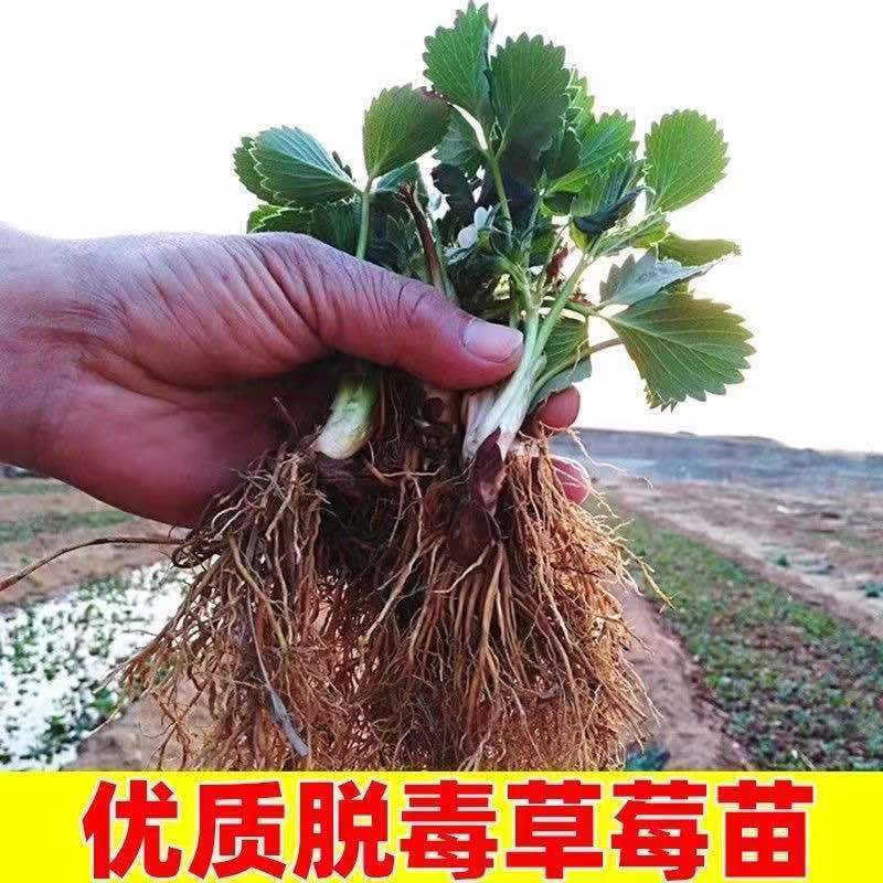 淡雪脱毒草莓苗，成活率高，产量高。口感甜味重，卖相很好，