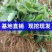 淡雪脱毒草莓苗，成活率高，产量高。口感甜味重，卖相很好，