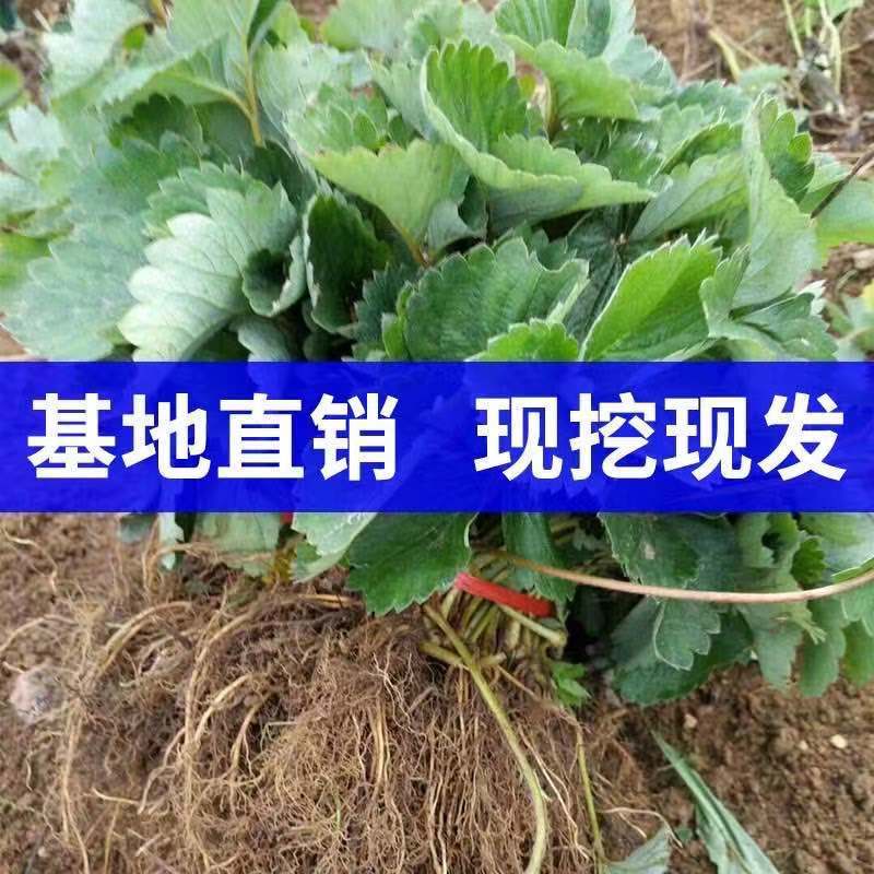 淡雪脱毒草莓苗，成活率高，产量高。口感甜味重，卖相很好，