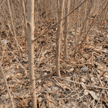 毛桃树苗1-3年苗规格齐全占地桃树嫁接桃树