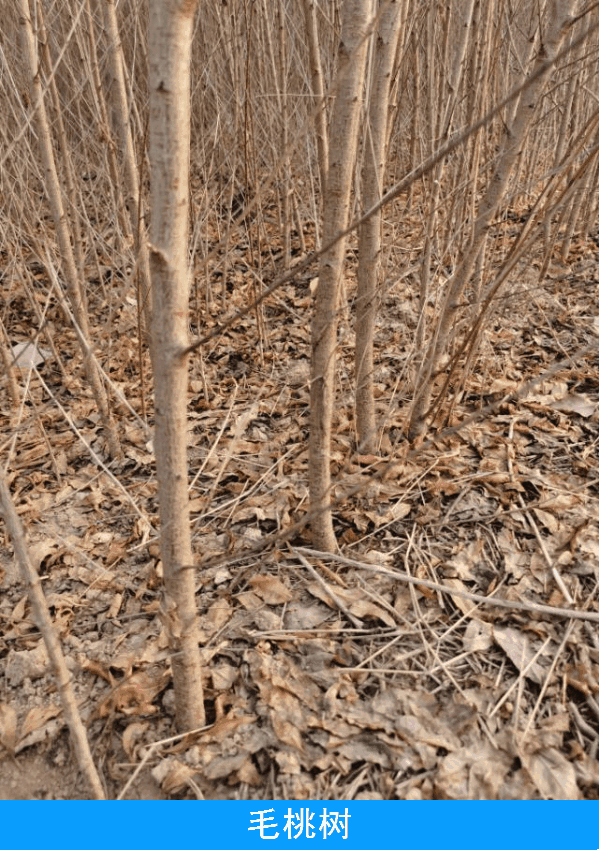 毛桃树苗1-3年苗规格齐全占地桃树嫁接桃树