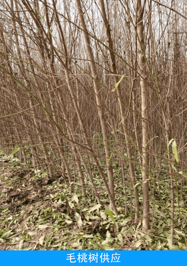 桃树苗毛桃苗占地果树苗果苗河南桃树基地规格齐全