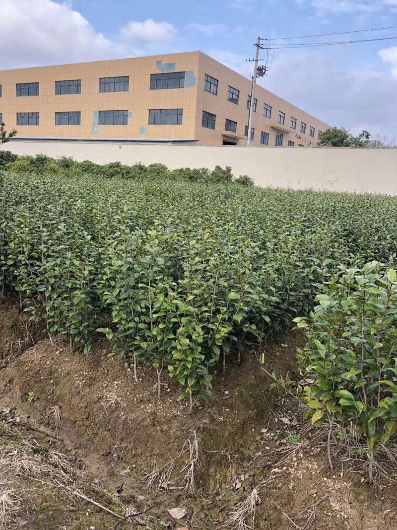 茶花苗【浙江】茶花小苗山茶花耐冬六角大红美国茶花