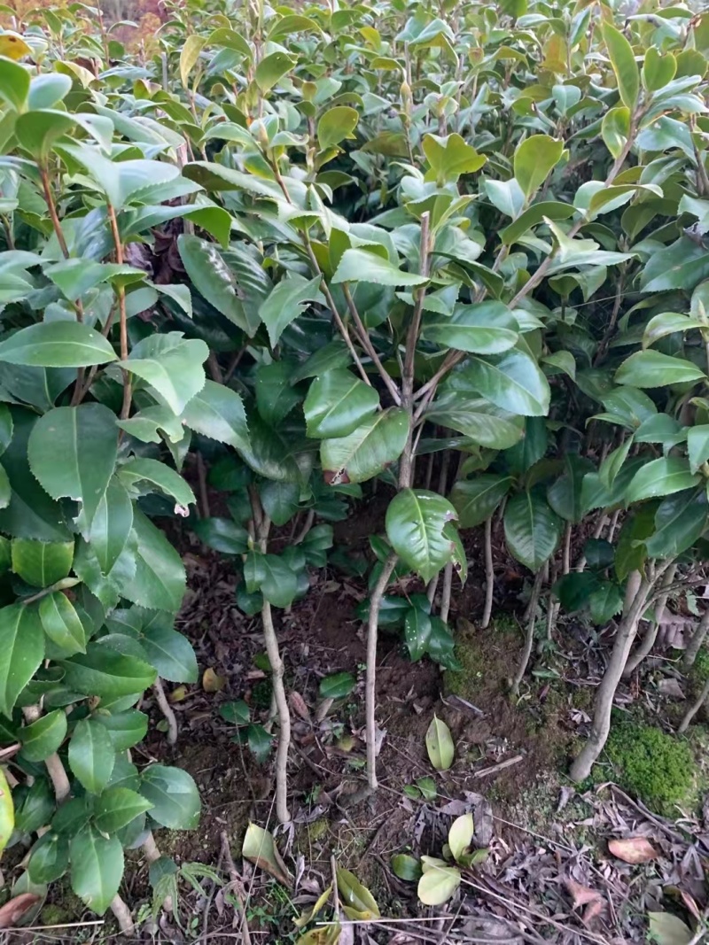 茶花苗【浙江】茶花小苗山茶花耐冬六角大红美国茶花