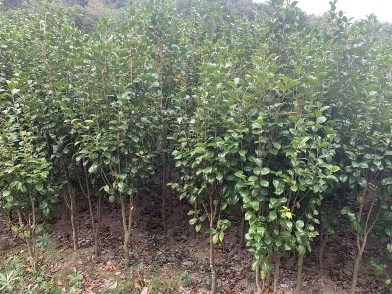 茶花苗【浙江】茶花小苗山茶花耐冬六角大红美国茶花