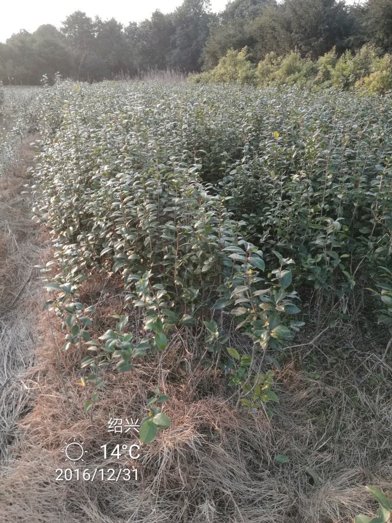 茶花苗【浙江】茶花小苗山茶花耐冬六角大红美国茶花