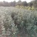 茶花苗【浙江】茶花小苗山茶花耐冬六角大红美国茶花