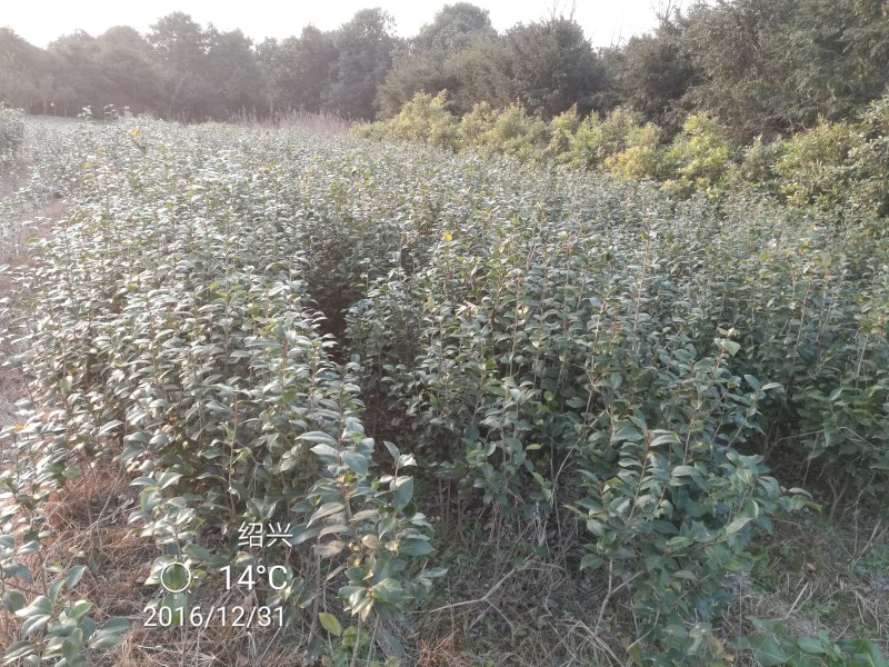 茶花苗【浙江】茶花小苗山茶花耐冬六角大红美国茶花