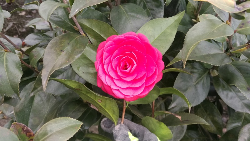 茶花苗【浙江】茶花小苗山茶花耐冬六角大红美国茶花
