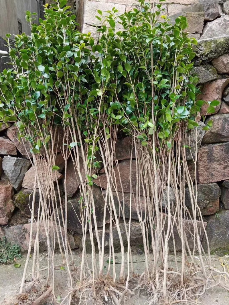 茶花苗【浙江】茶花小苗山茶花耐冬六角大红美国茶花