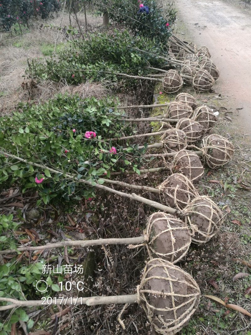 茶花苗【浙江】茶花小苗山茶花耐冬六角大红美国茶花