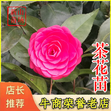 茶花苗【浙江】茶花小苗山茶花耐冬六角大红美国茶花