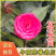 茶花苗【浙江】茶花小苗山茶花耐冬六角大红美国茶花