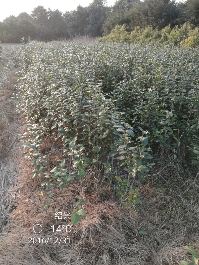 茶花树【浙江】茶花球大小规格齐全价格优惠产地直发