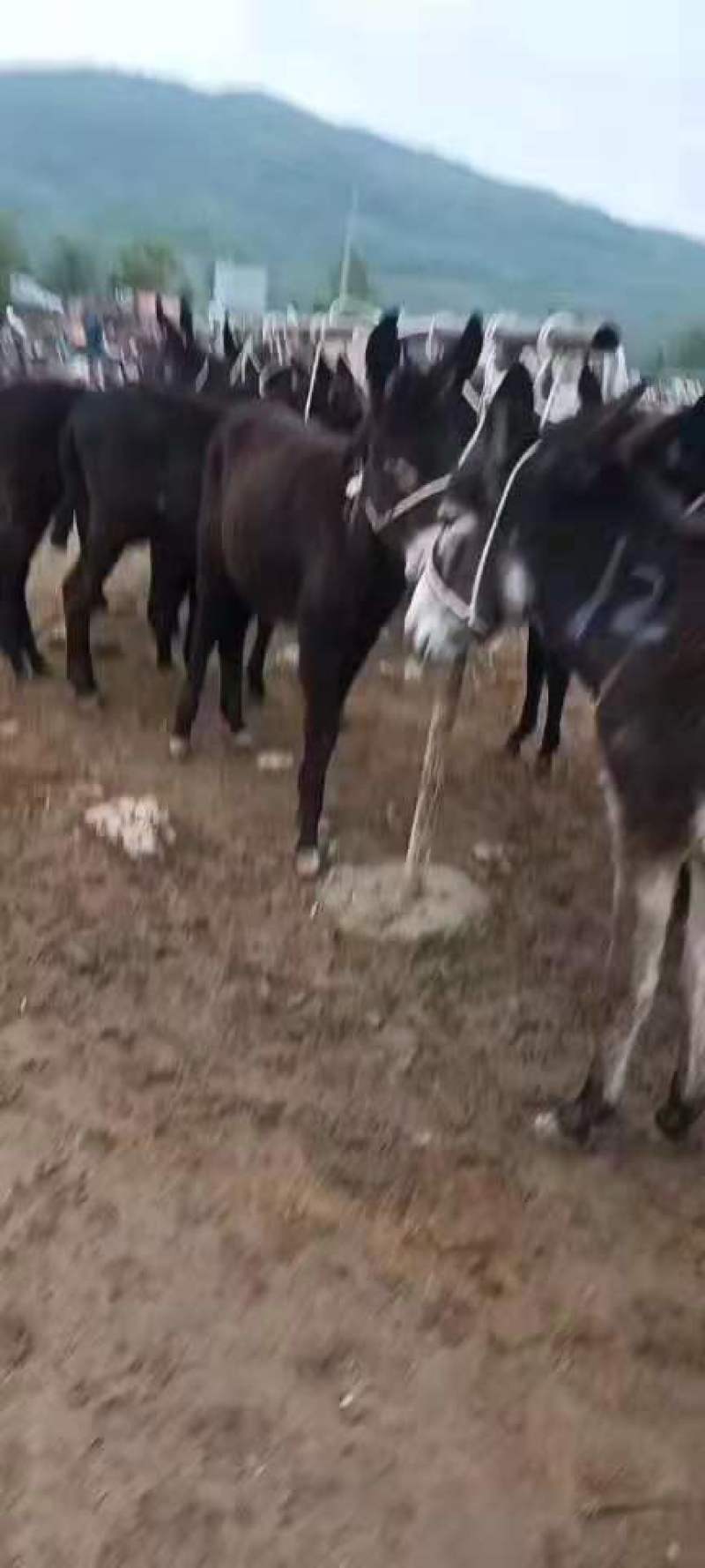 甘肃肉驴驴苗品种多样基地直供价格优惠欢迎联系