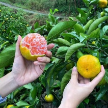 【畅销榜】蜜橘🍊湖北蜜橘成熟蜜桔皮薄味甜货源充足