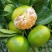 【畅销榜】蜜橘🍊湖北蜜橘成熟蜜桔皮薄味甜货源充足