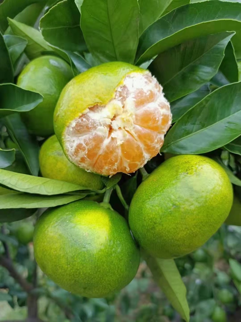 【畅销榜】蜜橘🍊湖北蜜橘成熟蜜桔皮薄味甜货源充足