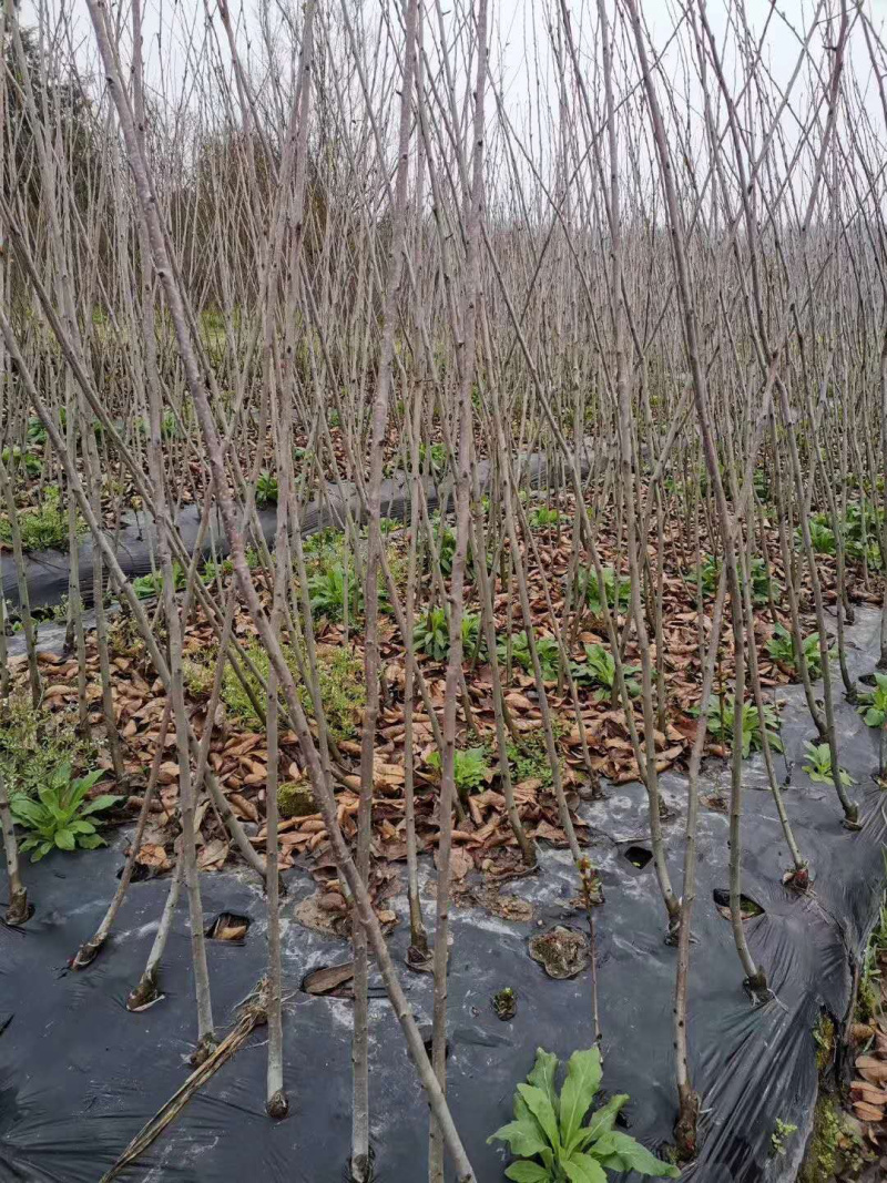 海棠苗【浙江】垂丝海棠小苗西府海棠北美海棠退林还耕