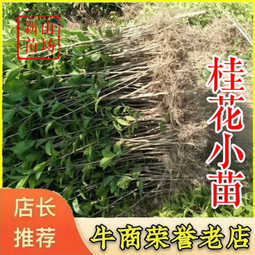 桂花苗【浙江】金桂八月桂银桂丹桂日香四季桂桂花小苗