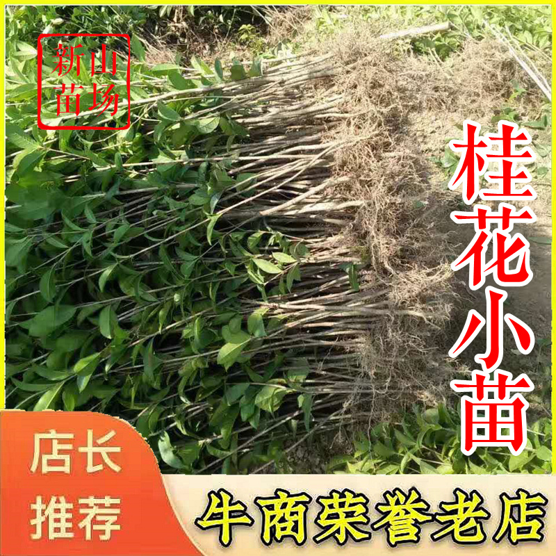 桂花苗【浙江】金桂八月桂银桂丹桂日香四季桂桂花小苗