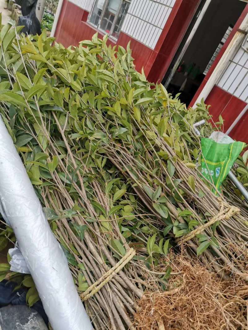桂花苗【浙江】金桂八月桂银桂丹桂日香四季桂桂花小苗