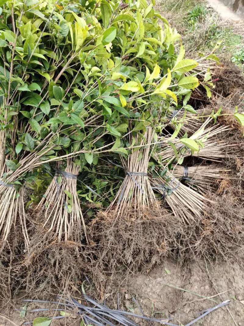 桂花苗【浙江】金桂八月桂银桂丹桂日香四季桂桂花小苗