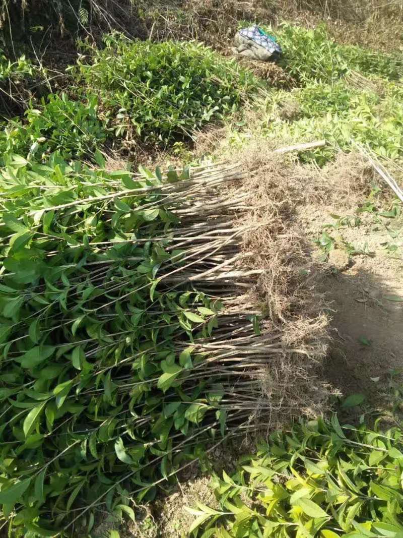 桂花苗【浙江】金桂八月桂银桂丹桂日香四季桂桂花小苗