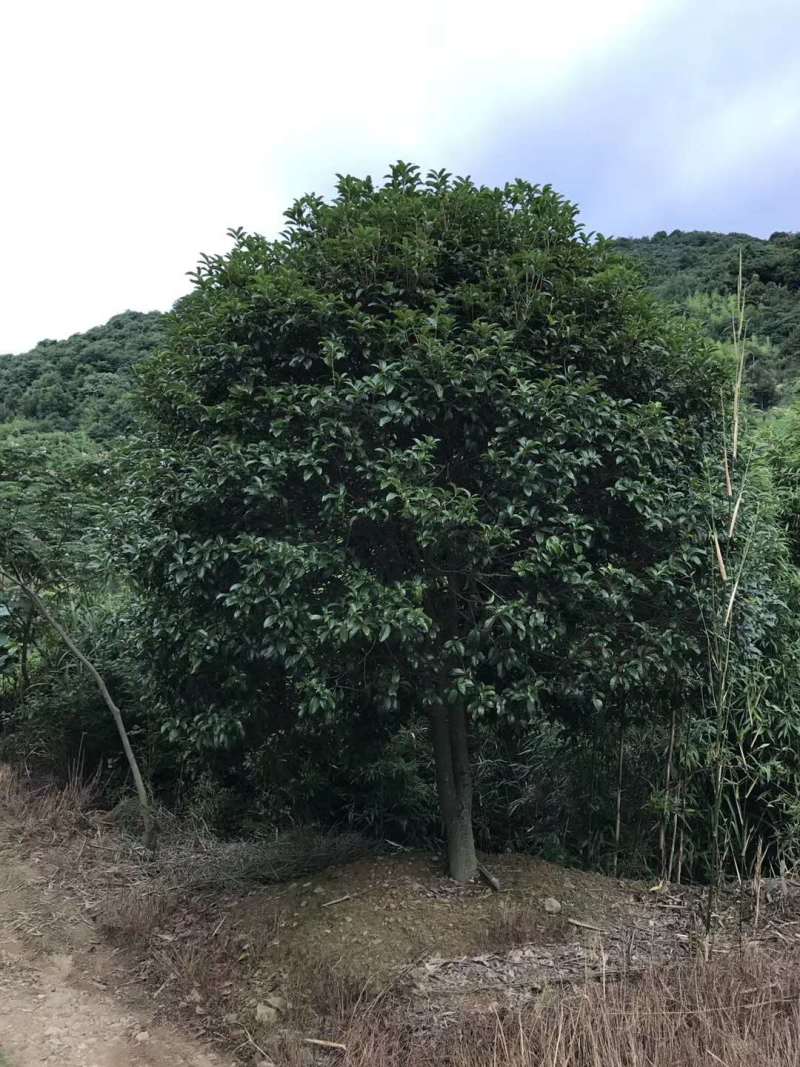 桂花树【浙江】10-15公分金桂八月桂丹桂四季桂