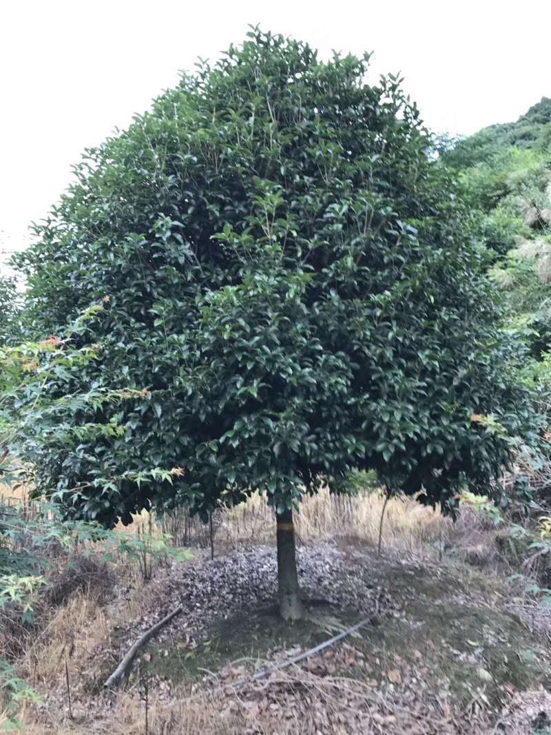 桂花树【浙江】10-15公分金桂八月桂丹桂四季桂