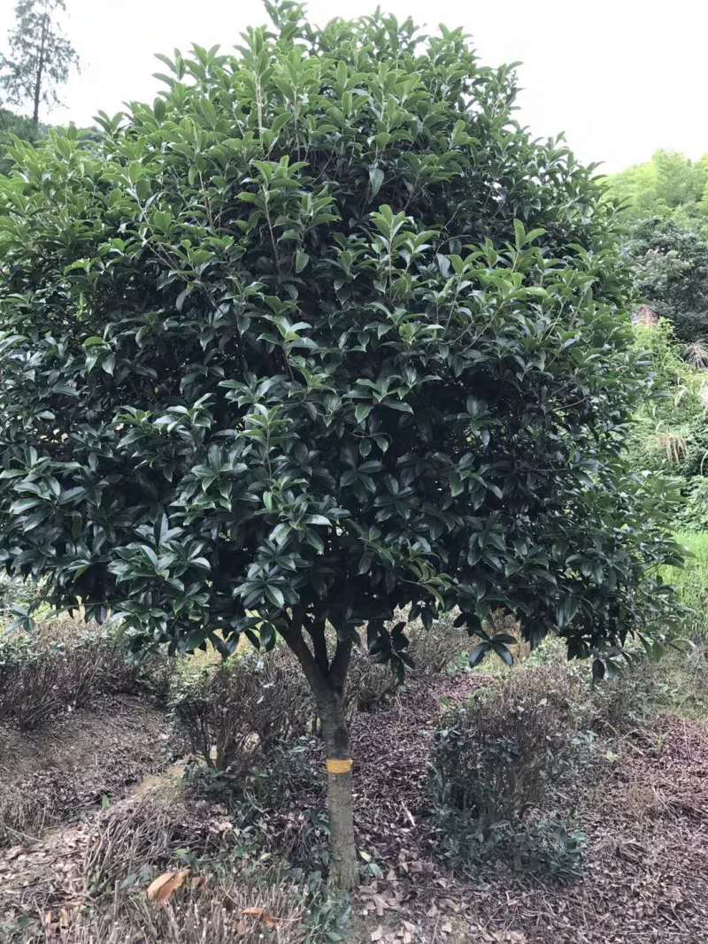 桂花树【浙江】10-15公分金桂八月桂丹桂四季桂