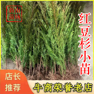 红豆杉苗【浙江】南方红豆杉小苗曼地亚2-18公分