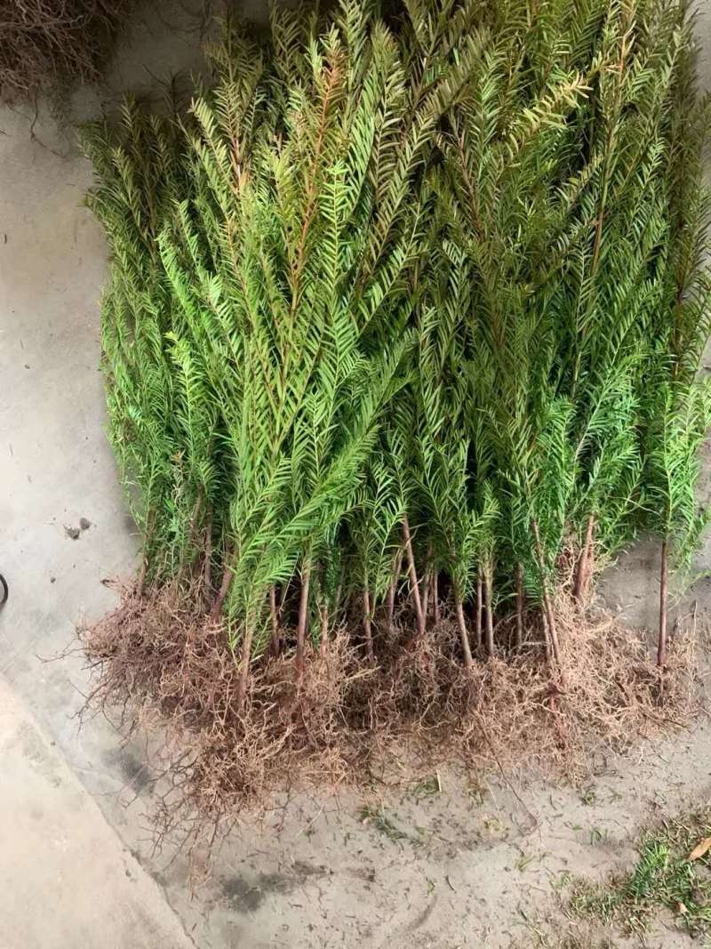 红豆杉苗【浙江】南方红豆杉小苗曼地亚2-18公分