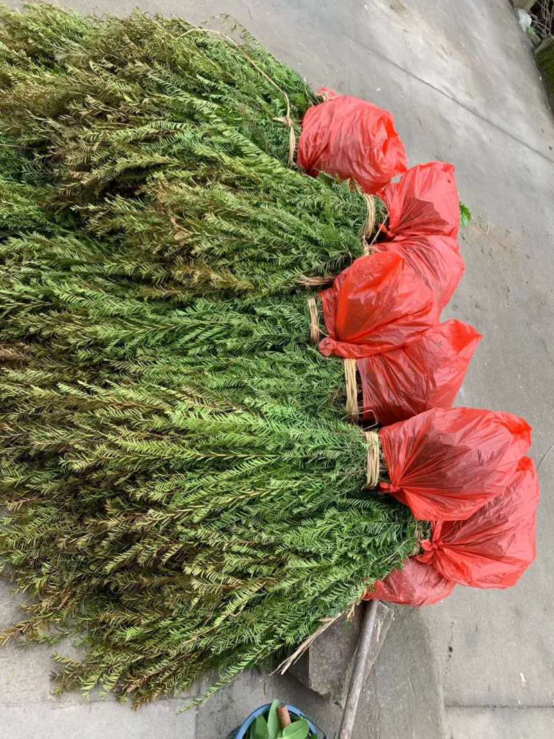 红豆杉苗【浙江】南方红豆杉小苗曼地亚2-18公分