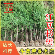 红豆杉【浙江】2-18公分规格齐全红豆杉树苗