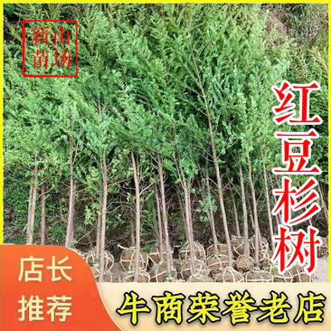 红豆杉【浙江】2-18公分规格齐全红豆杉树苗