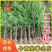 红豆杉【浙江】2-18公分规格齐全红豆杉树苗