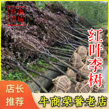 红叶李【浙江】红叶李树苗紫叶李3-15公分退林还田
