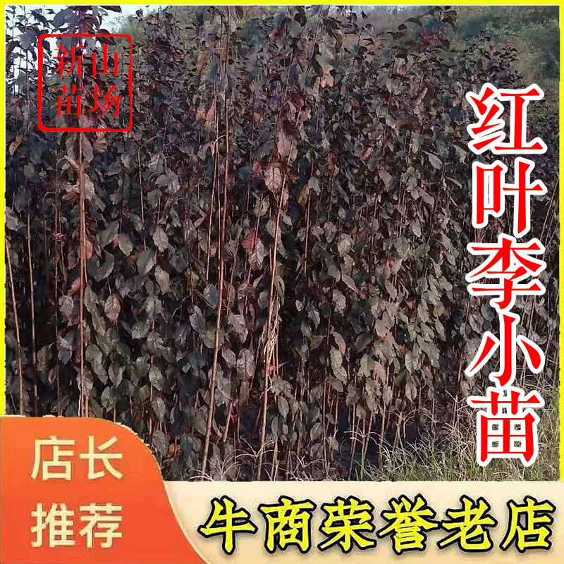 红叶李【浙江】红叶李树苗紫叶李3-15公分退林还田