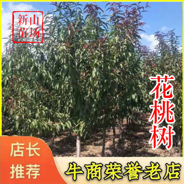 碧桃树【浙江】碧桃小苗紫叶碧桃红叶碧桃青叶碧桃