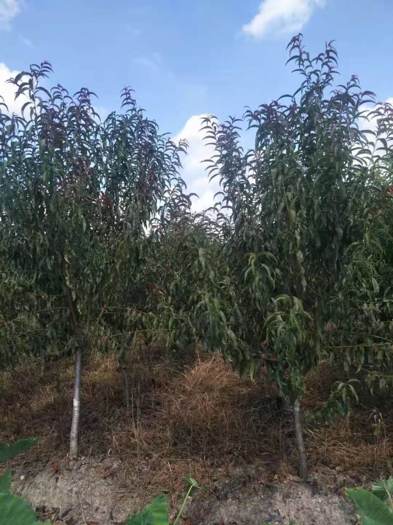 碧桃树【浙江】碧桃小苗紫叶碧桃红叶碧桃青叶碧桃