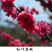 碧桃树【浙江】碧桃小苗紫叶碧桃红叶碧桃青叶碧桃