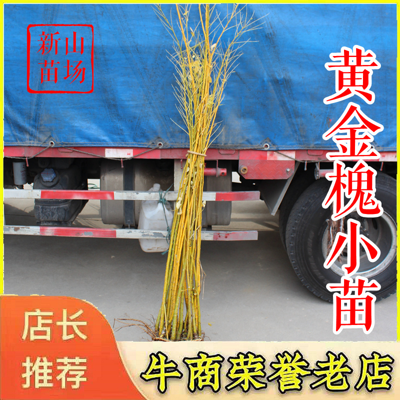 黄金槐【浙江】黄金槐小苗黄金槐树苗4-8公分