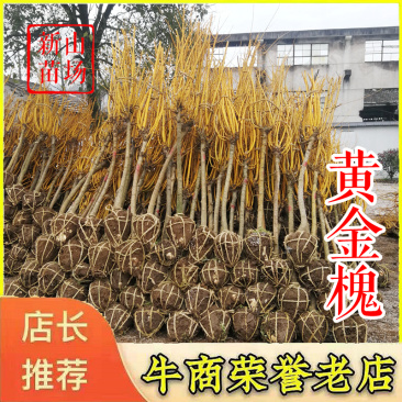 黄金槐【浙江】黄金槐小苗黄金槐树苗4-8公分