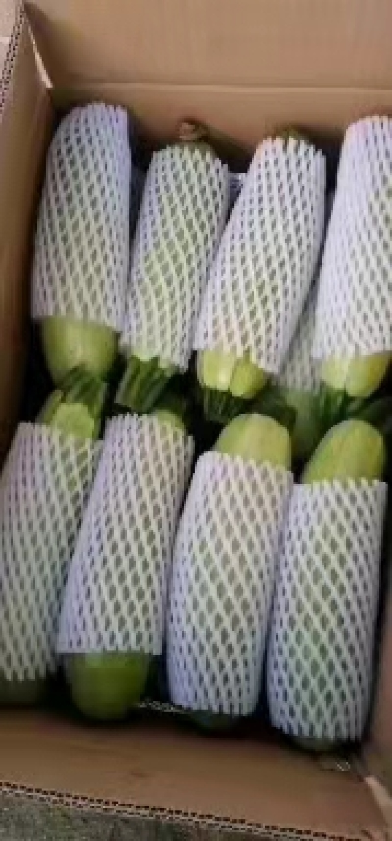 陕西精品西葫芦，基地直销，货源充足，质量高，稳定供货全国